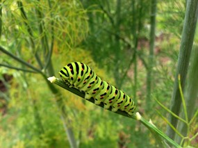 绿色的毛毛虫图片